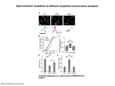 GlyR activation modulates its diffusion properties around active synapses. GlyR activation modulates its diffusion properties around active synapses. A,