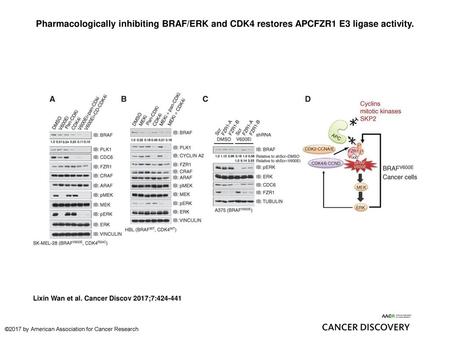 Pharmacologically inhibiting BRAF/ERK and CDK4 restores APCFZR1 E3 ligase activity. Pharmacologically inhibiting BRAF/ERK and CDK4 restores APCFZR1 E3.