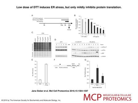 Low dose of DTT induces ER stress, but only mildly inhibits protein translation. Low dose of DTT induces ER stress, but only mildly inhibits protein translation.A,