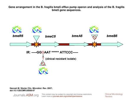 Gene arrangement in the B