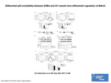 Differential p53 excitability between DSBs and UV results from differential regulation of Mdm2. Differential p53 excitability between DSBs and UV results.