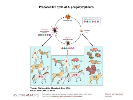 Proposed life cycle of A. phagocytophilum.