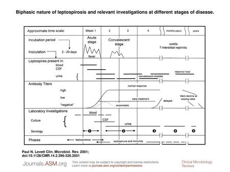 Biphasic nature of leptospirosis and relevant investigations at different stages of disease. Biphasic nature of leptospirosis and relevant investigations.