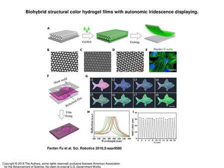 Biohybrid structural color hydrogel films with autonomic iridescence displaying. Biohybrid structural color hydrogel films with autonomic iridescence displaying.