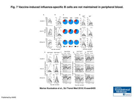 Fig. 7 Vaccine-induced influenza-specific B cells are not maintained in peripheral blood. Vaccine-induced influenza-specific B cells are not maintained.