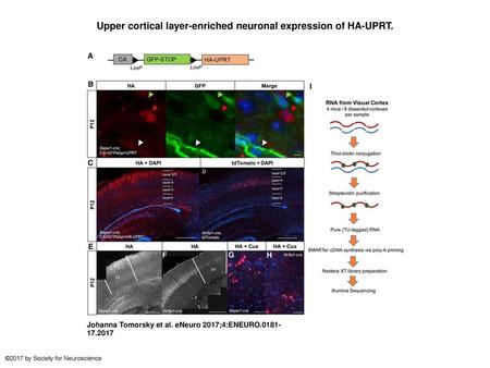 Upper cortical layer-enriched neuronal expression of HA-UPRT.