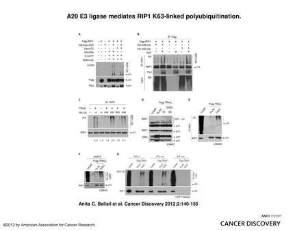 A20 E3 ligase mediates RIP1 K63-linked polyubiquitination.