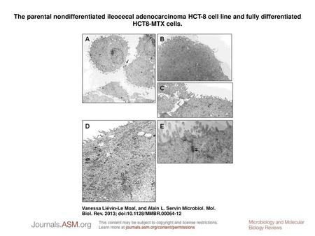 The parental nondifferentiated ileocecal adenocarcinoma HCT-8 cell line and fully differentiated HCT8-MTX cells. The parental nondifferentiated ileocecal.