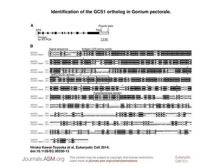 Identification of the GCS1 ortholog in Gonium pectorale.