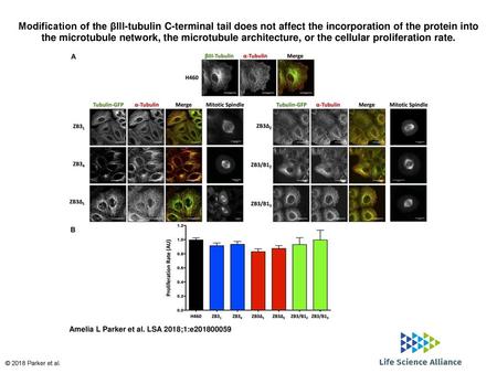 Modification of the βIII-tubulin C-terminal tail does not affect the incorporation of the protein into the microtubule network, the microtubule architecture,