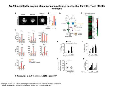Arp2/3-mediated formation of nuclear actin networks is essential for CD4+ T cell effector functions. Arp2/3-mediated formation of nuclear actin networks.