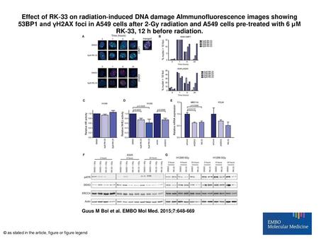 Effect of RK‐33 on radiation‐induced DNA damage AImmunofluorescence images showing 53BP1 and γH2AX foci in A549 cells after 2‐Gy radiation and A549 cells.