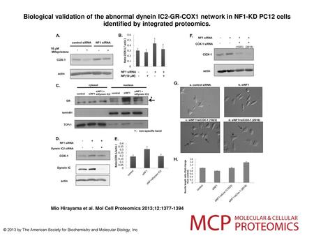 Biological validation of the abnormal dynein IC2-GR-COX1 network in NF1-KD PC12 cells identified by integrated proteomics. Biological validation of the.