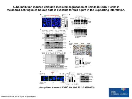 ALK5 inhibition induces ubiquitin‐mediated degradation of Smad4 in CD8+ T cells in melanoma‐bearing mice Source data is available for this figure in the.