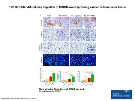 T22‐GFP‐H6‐FdU‐induced depletion of CXCR4‐overexpressing cancer cells in tumor tissue T22‐GFP‐H6‐FdU‐induced depletion of CXCR4‐overexpressing cancer cells.