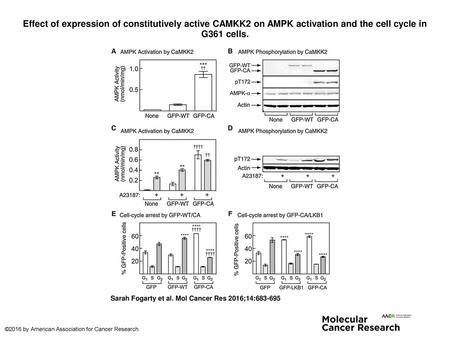 Effect of expression of constitutively active CAMKK2 on AMPK activation and the cell cycle in G361 cells. Effect of expression of constitutively active.