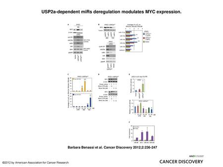 USP2a-dependent miRs deregulation modulates MYC expression.