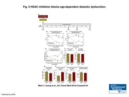 Fig. 5 HDAC inhibition blocks age-dependent diastolic dysfunction.