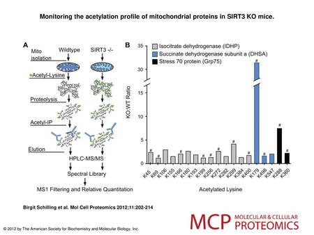 Monitoring the acetylation profile of mitochondrial proteins in SIRT3 KO mice. Monitoring the acetylation profile of mitochondrial proteins in SIRT3 KO.
