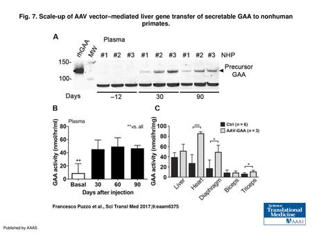Fig. 7. Scale-up of AAV vector–mediated liver gene transfer of secretable GAA to nonhuman primates. Scale-up of AAV vector–mediated liver gene transfer.