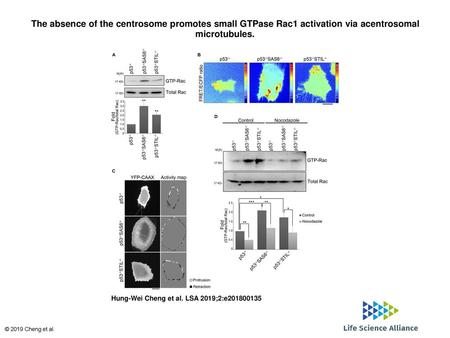 The absence of the centrosome promotes small GTPase Rac1 activation via acentrosomal microtubules. The absence of the centrosome promotes small GTPase.