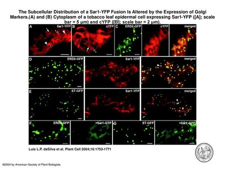 The Subcellular Distribution of a Sar1-YFP Fusion Is Altered by the Expression of Golgi Markers.(A) and (B) Cytoplasm of a tobacco leaf epidermal cell.