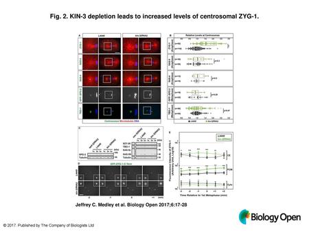 KIN-3 depletion leads to increased levels of centrosomal ZYG-1