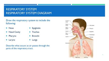 Respiratory System Respiratory System Diagram