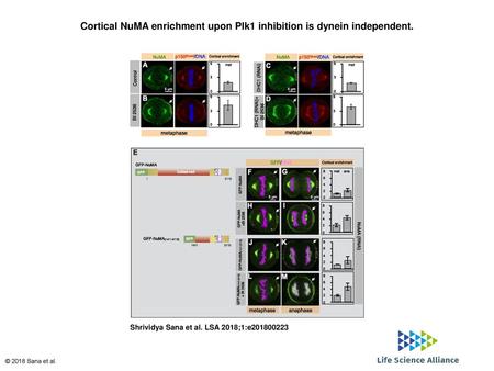 Cortical NuMA enrichment upon Plk1 inhibition is dynein independent.