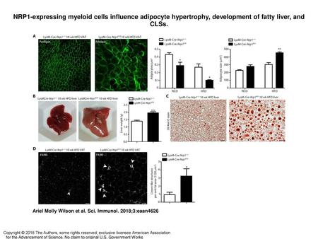 NRP1-expressing myeloid cells influence adipocyte hypertrophy, development of fatty liver, and CLSs. NRP1-expressing myeloid cells influence adipocyte.
