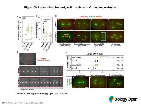 CK2 is required for early cell divisions in C. elegans embryos