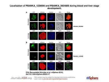 Localization of PBANKA_1229000 and PBANKA_0924800 during blood and liver stage development. Localization of PBANKA_1229000 and PBANKA_0924800 during blood.