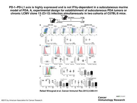 PD-1–PD-L1 axis is highly expressed and is not IFNγ-dependent in a subcutaneous murine model of PDA. A, experimental design for establishment of subcutaneous.