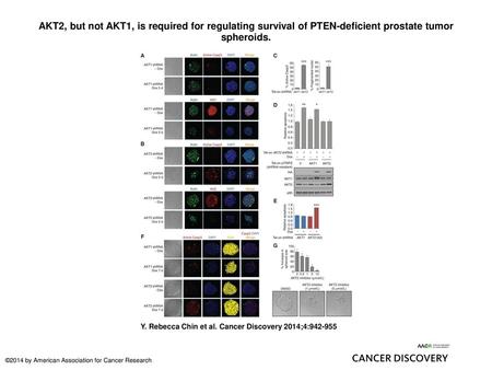 AKT2, but not AKT1, is required for regulating survival of PTEN-deficient prostate tumor spheroids. AKT2, but not AKT1, is required for regulating survival.