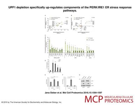 UPF1 depletion specifically up-regulates components of the PERK/IRE1 ER stress response pathways. UPF1 depletion specifically up-regulates components of.
