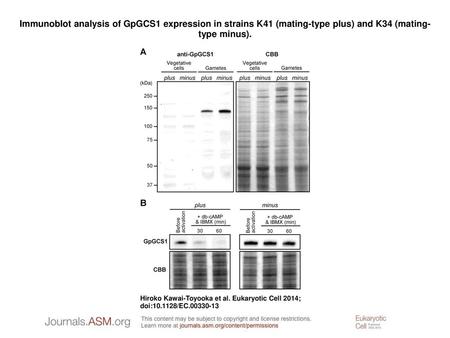 Immunoblot analysis of GpGCS1 expression in strains K41 (mating-type plus) and K34 (mating-type minus). Immunoblot analysis of GpGCS1 expression in strains.