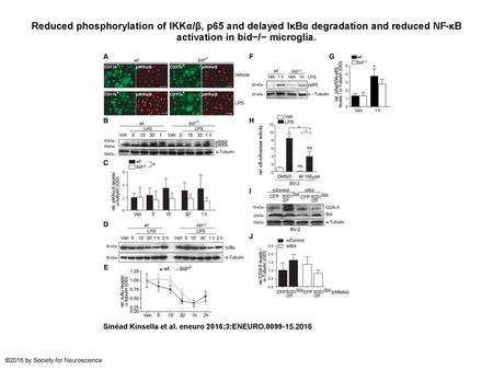 Reduced phosphorylation of IKKα/β, p65 and delayed IκBα degradation and reduced NF-κB activation in bid−/− microglia. Reduced phosphorylation of IKKα/β,