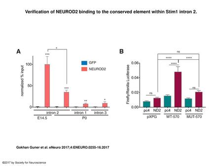 Verification of NEUROD2 binding to the conserved element within Stim1 intron 2. Verification of NEUROD2 binding to the conserved element within Stim1 intron.