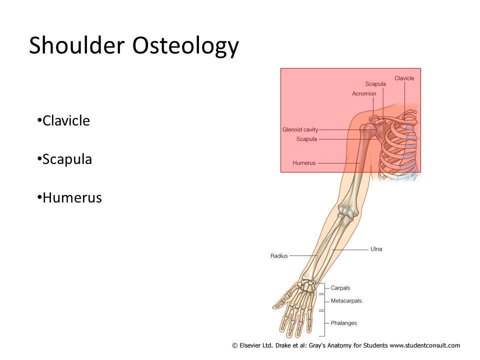 Shoulder Osteology Clavicle Scapula Humerus. - ppt download