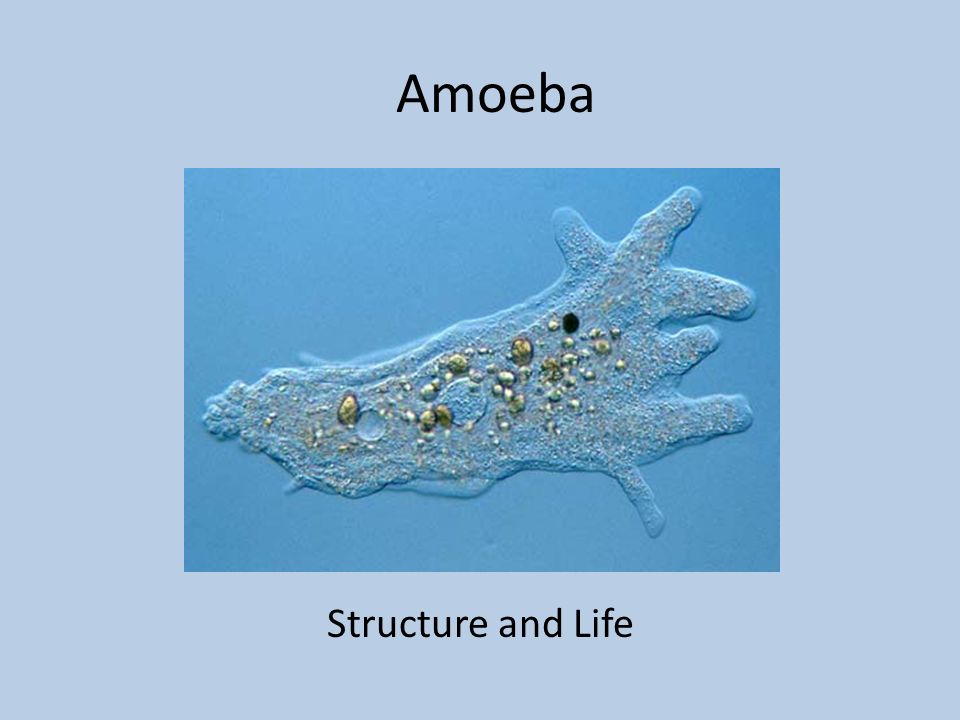 Amoeba Structure and Life. Amoeba are animal like Protists Animal like  protists are called Protozoa. - ppt download