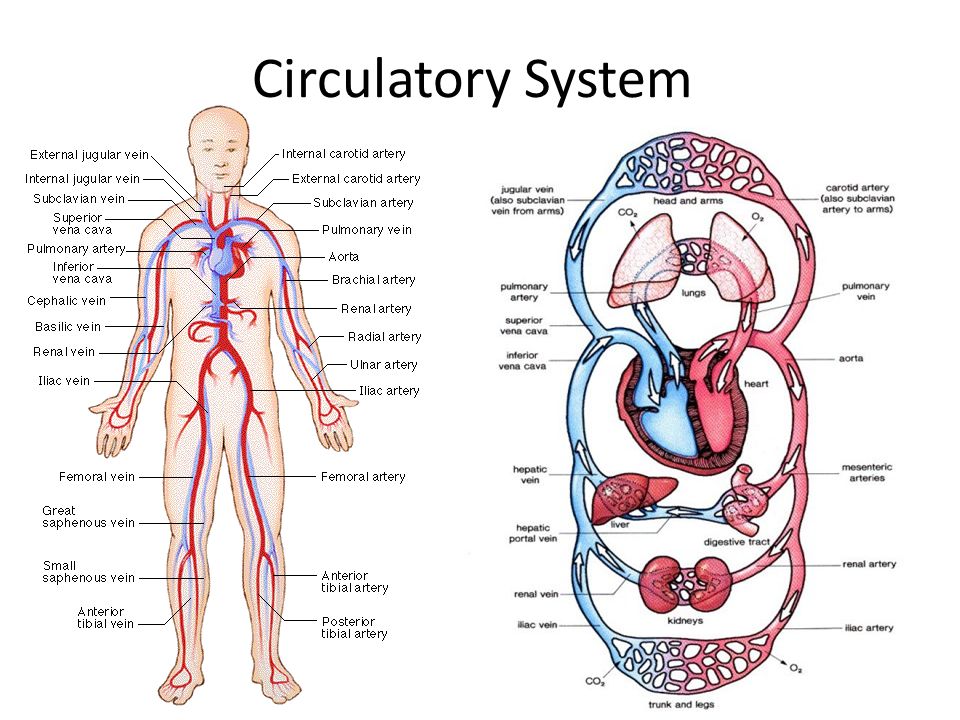 circulatory system powerpoint 5th grade