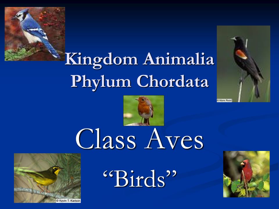 Kingdom Animalia Phylum Chordata Class Aves “Birds” - ppt download