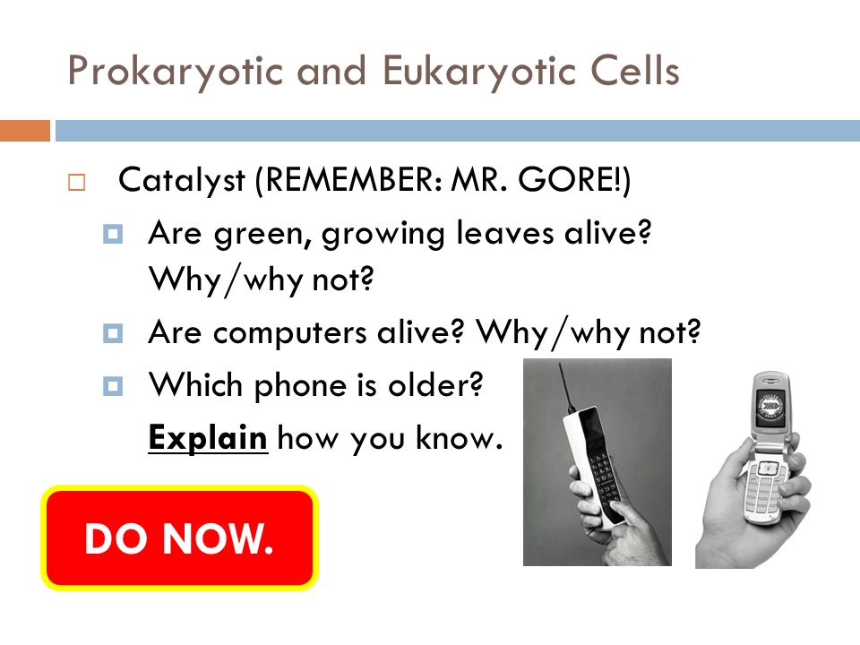Prokaryotic and eukaryotic cells worksheet answers