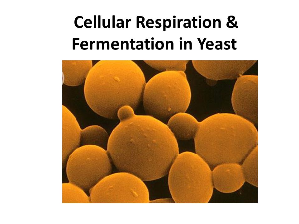 Cellular Respiration & Fermentation in Yeast. Please note: this topic is not covered very well in your textbook however Layal wants you to have a brief. - ppt download Cellular Respiration & Fermentation in Yeast. Please note: this topic is not covered very well in your textbook however Layal wants you to have a brief. - ppt download