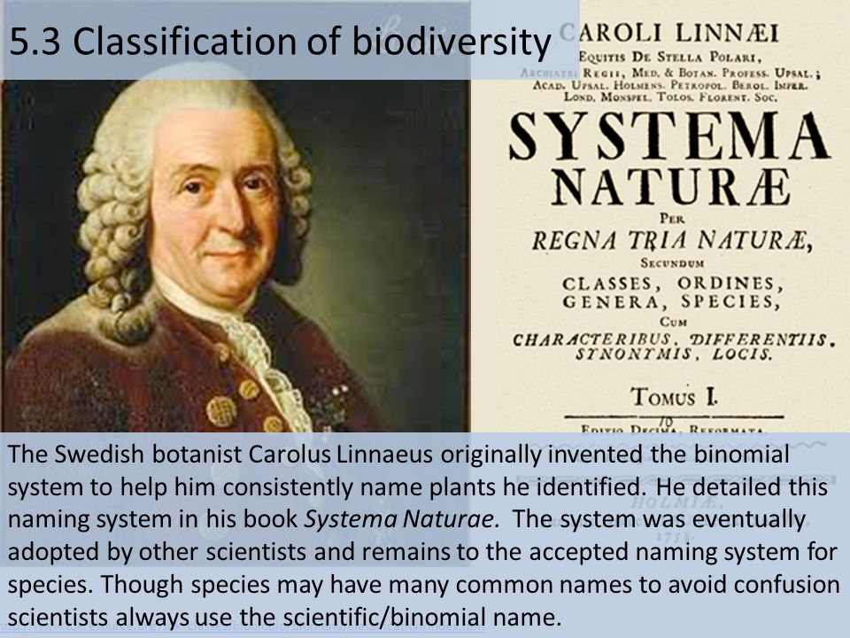 The Swedish botanist Carolus Linnaeus originally invented the binomial. - ppt download