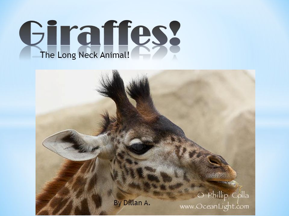 The Long Neck Animal! By Dillan A.. * The scientific name for a Giraffe is  a Giraff Cameloperdails * Live up to 25 years * There are many types of  giraffes, - ppt download