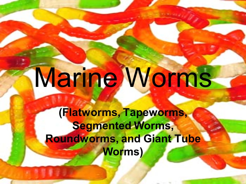 marine roundworms