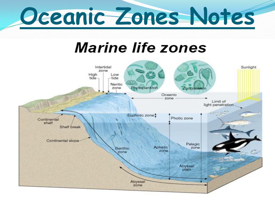 Oceanic Zones Notes. - ppt video online download
