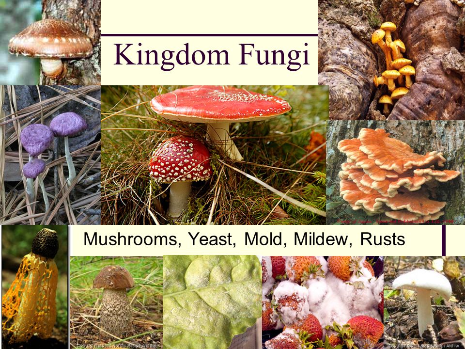 What are Molds, Fungi, Mushrooms and Yeasts?, Houston, Texas USA