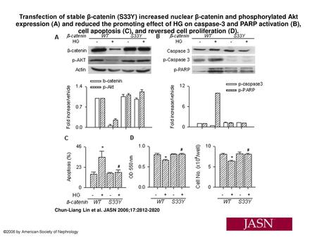 Transfection of stable β-catenin (S33Y) increased nuclear β-catenin and phosphorylated Akt expression (A) and reduced the promoting effect of HG on caspase-3.